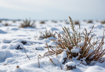 blizzard winds carry snowflake crystals across ice plains, creating harsh conditions that affect plant growth and challenge the local ecosystem.
