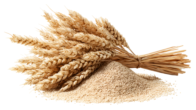 Wheat stalks and grain harvest bounty agriculture food