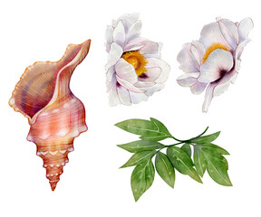 Hand-drawn watercolor Set of a spiral marine seashell with blooming white flowers and green leaves. Isolated on white background. Perfect for cards, packaging, wedding decor and summer design