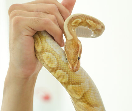 A close-up of a yellow python in the hands of its owner