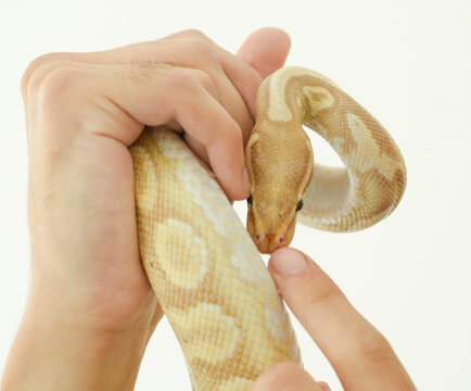 A close-up of a yellow python in the hands of its owner