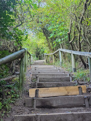 Forest path with stairs coastal hiking route Ruegen Island