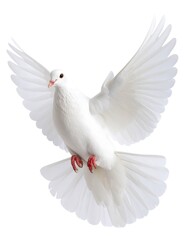 White dove in flight