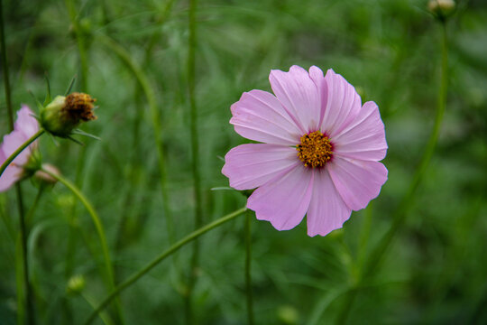 beautiful pink cosmos flower with petals fluttering in the wind - Powered by Adobe