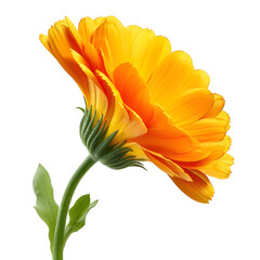 Vibrant Golden Calendula Bloom A Close-Up of Nature's Radiance on a White Background