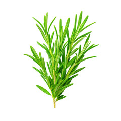 Fototapeta premium Fresh Rosemary Herb Sprig Macro Top View Isolated on White, PNG set Transparent backround