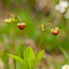 Obraz premium Wild strawberries in a garden