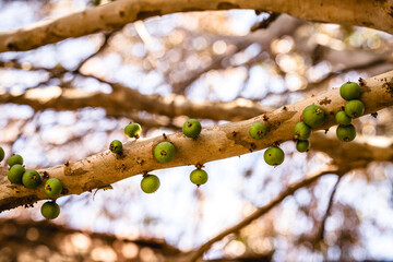 Jabuticaba, Brazilian fruit ripening on the trunk, green jabuticaba, fruit from Brazil, native to Minas Gerais