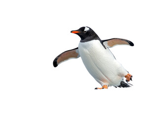 Naklejka premium Gentoo Penguin Sliding on Ice, Side Angle, isolated
