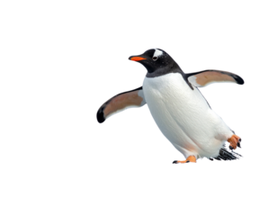 Gentoo Penguin Sliding on Ice, Side Angle, isolated