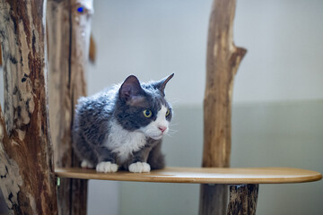 Blau-weißer Devon Rex Kater auf seinem Kratzbaum