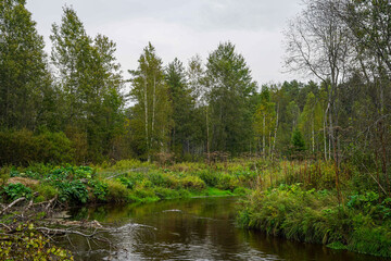 Serene River Flowing Through Lush Forest Under Overcast Sky