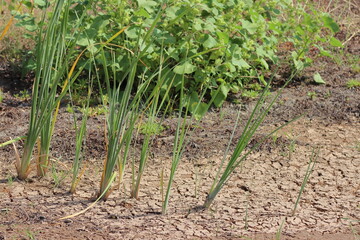 Onion plants in the garden. Vegetable garden in spring.