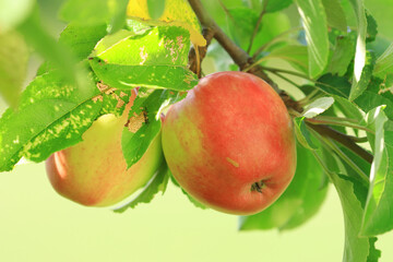 Red organic apples on tree, organic farming 