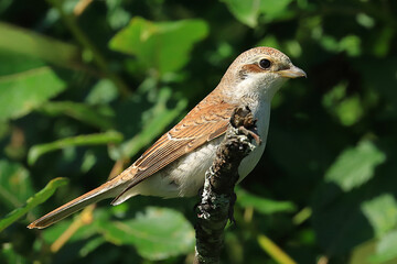 Juvenile red-backed shrike on the branch