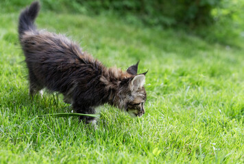 Maine Coon Kätzchen im Garten