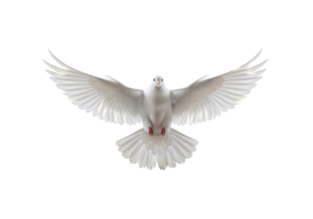 A white dove, wings fully extended, faces forward against a bright white background, bathed in soft, even light, conveying peace and serenity.
