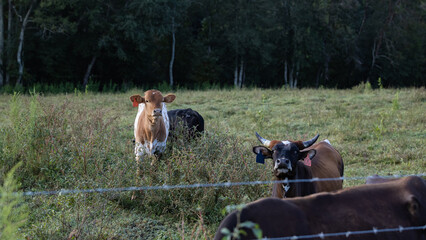 Cows in a small field.
