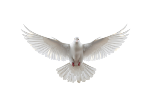 A white dove, wings fully extended, faces forward against a bright white background, bathed in soft, even light, conveying peace and serenity.
