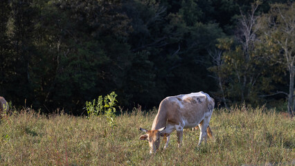 Cattle in a small pasture.