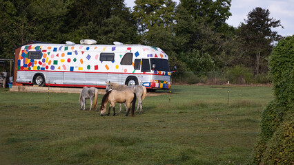 Horse in the field in Love Valley.