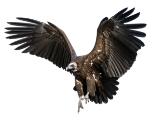 Vulture in Mid-Landing Pose, Wings Arched, Claws Extended, isolated