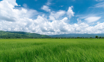 Obraz premium A Lush Green Rice Paddy Field Stretching Across a Peaceful Rural Landscape with Mountains in the Background Under a Bright Blue Sky Showcasing Traditional Farming Beauty. generative ai