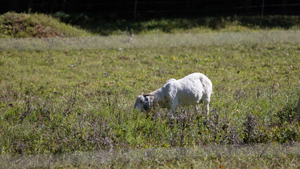 A small white sheep in the field.