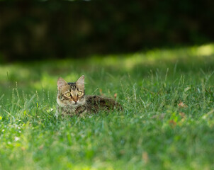 cat in grass