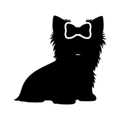 Yorkshire terrier silhouette with transparent background