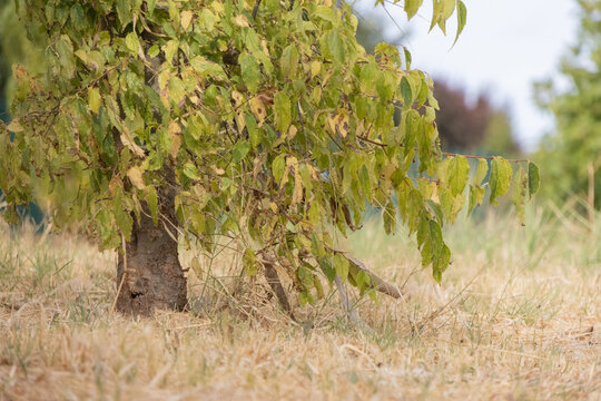 Low angle view of a young hackberry tree growing in dry grass