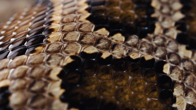 Python skin texture extreme close up. Media