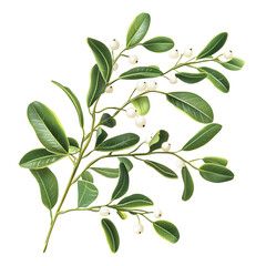 Close-up Mistletoe Branch with Green Leaves for Festive Decoration