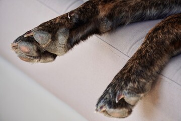 Dry and Cracked Dog Paw Pads – Close-Up View.