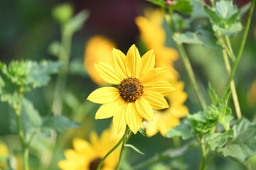Sunflowers in the garden. Its other name Helianthus. perennial flowering plants of the daisy family. It is a food crops for humans, cattle, and poultry. 
Pure edible oil is extracted from its seeds.