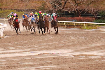 Naklejka premium Horse Racing Action on Dirt Trackダートコースを駆け抜ける競走馬