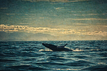Majestic Humpback Whale Swimming in Sunlit Ocean Depths