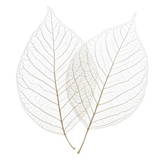 Elegant Skeletonized Leaves on White Background