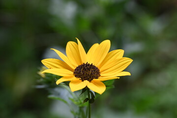 Sunflowers in the garden. Its other name Helianthus. perennial flowering plants of the daisy family. It is a food crops for humans, cattle, and poultry. 
Pure edible oil is extracted from its seeds.