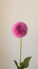 pink dahlia flower