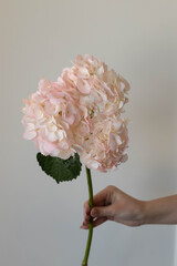 hydrangea pink flower