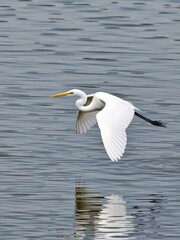 Obraz premium Great egret in flight over serene waters nature photography calm environment birdwatching perspective