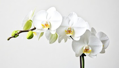 Obraz premium Elegant white orchid blooms in minimalist studio setting floral arrangement peaceful atmosphere close-up view