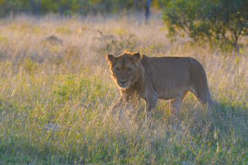 African lion during safari in Kruger national park
