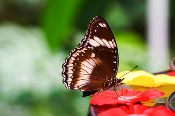 Male Hypolimnas bolina, The Great Eggfly butterfly sitting on leaf in outdoor garden background. Butterfly with brown and white wings, Nymphalidae. close up, macro.