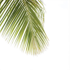 Fototapeta premium coconut tree leaf isolated on white background