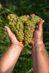 A bunch of white grapes in hand during the harvest. A symbol of viticulture, wine, and agriculture. Common varieties: Vermentino, Catarratto, and Trebbiano.