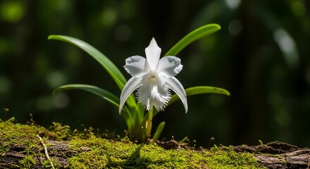 Ghost orchid dendrophylax lindenii blooming on mossy bark, shaded tropical forest background, macro botanical photography for rare plant collectors