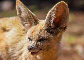 Fennec fox or desert fox baby closeup portrait