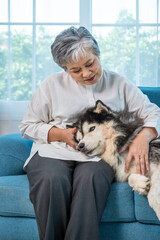 Elderly Asian woman cuddling Siberian Husky dog on blue sofa at home